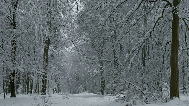 森林里的树木被雪覆盖着视频素材