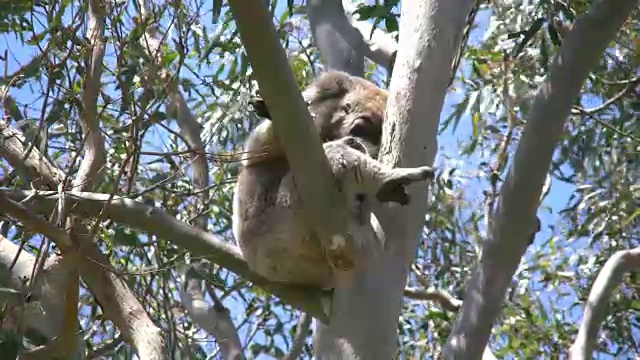 澳大利亚考拉在桉树上移动手臂和腿视频素材