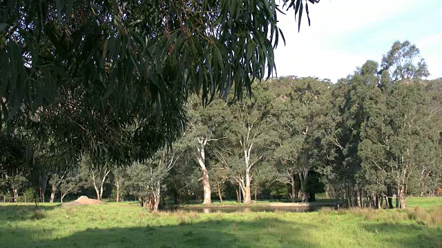 澳大利亚格兰扁岛的小湖视频素材