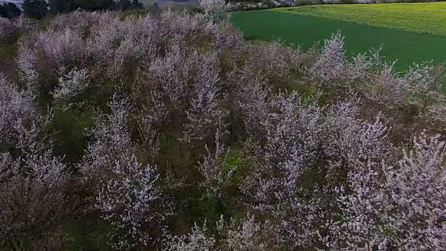 春天盛开的樱桃树视频素材