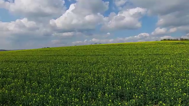 盛开的油菜花领域视频素材