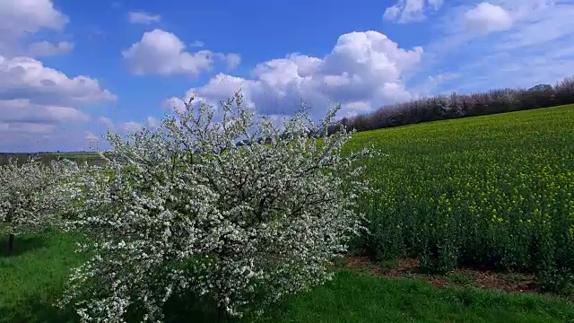 盛开的苹果树和油菜田视频素材