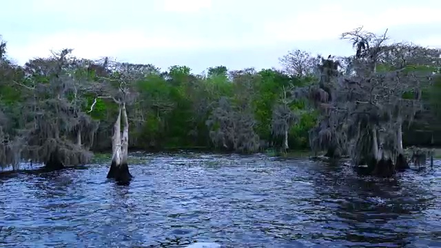 蓝柏树湖，佛罗里达，美国，美国视频素材