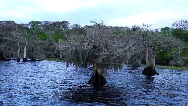 蓝柏树湖，佛罗里达，美国，美国视频素材