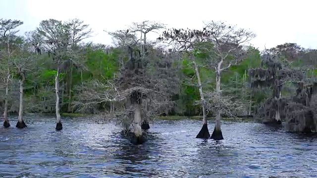 蓝柏树湖，佛罗里达，美国，美国视频素材