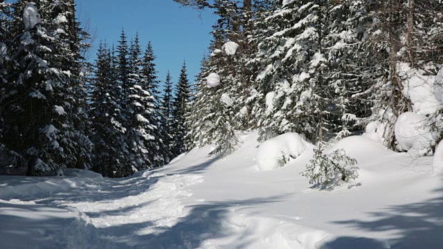 穿着雪鞋在冬季森林景观中行走的女人视频素材