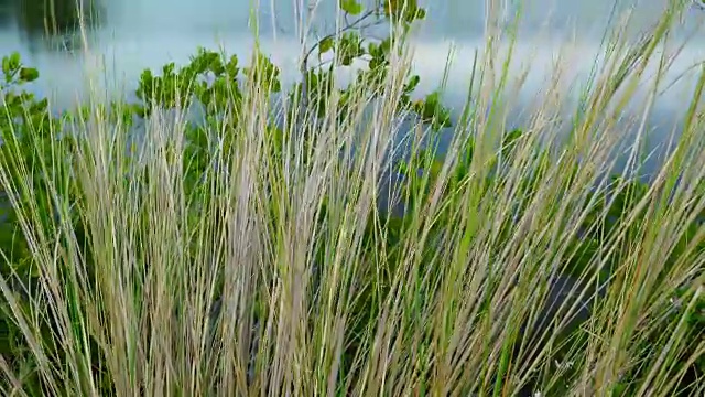 美国佛罗里达的风景视频素材