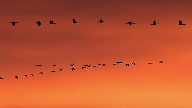 日出时，一群大沙丘鹤(Grus canadensis)在空中飞翔视频素材