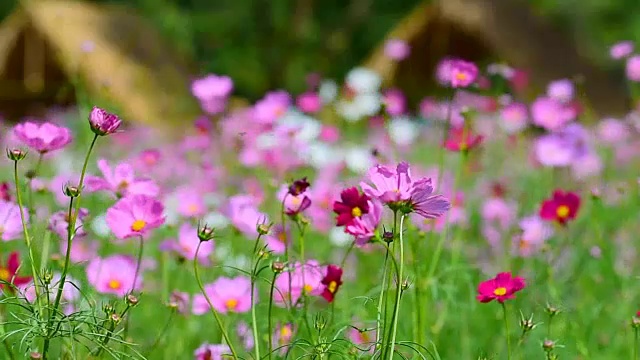 宇宙花粉色视频素材