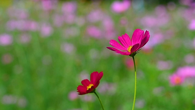 宇宙花粉色视频素材