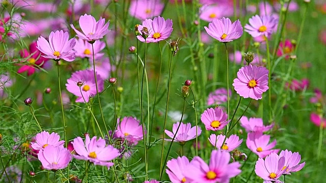 宇宙花粉色视频素材