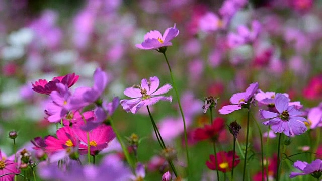 宇宙花粉色视频素材