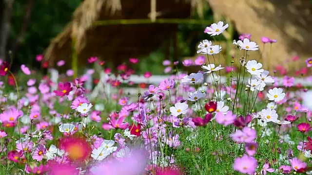 宇宙花粉色视频素材