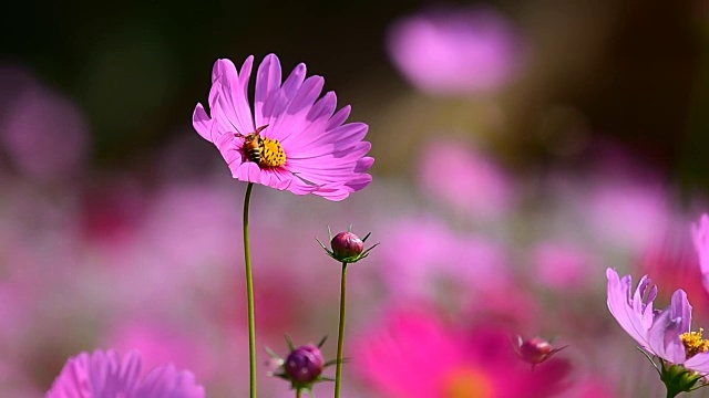 宇宙花粉色视频素材