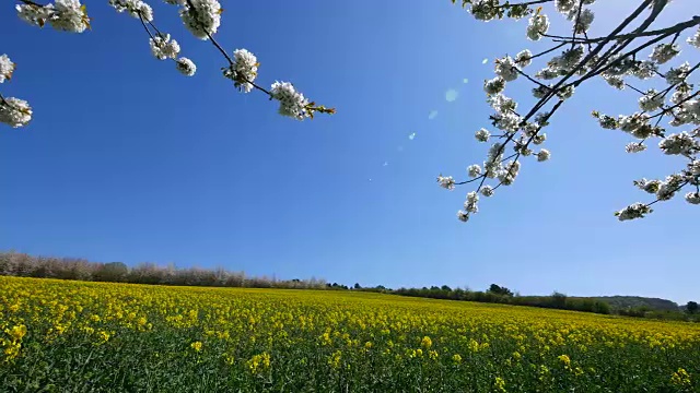 春天开花的树木和油菜田视频素材