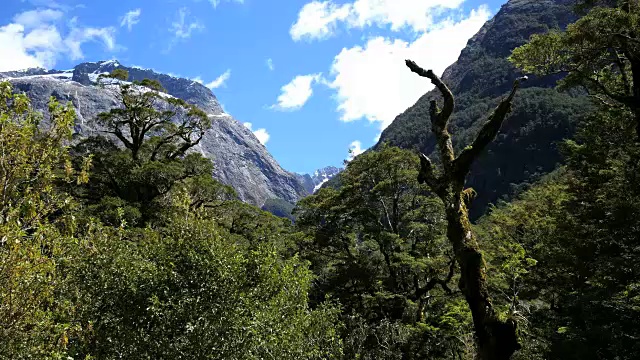 新西兰峡湾森林中的枯树视频素材