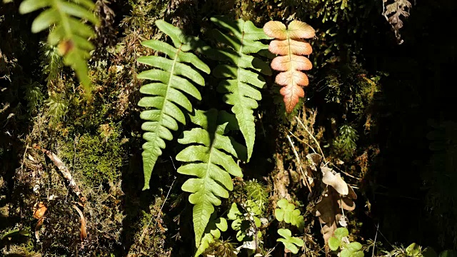 生长在岩石中的新西兰峡湾蕨类植物视频素材