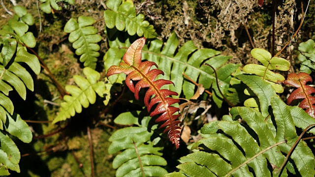 新西兰峡湾国家公园的蕨类植物视频素材