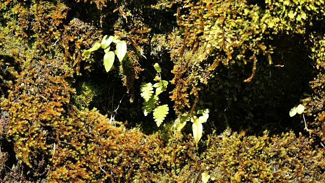 新西兰峡湾蕨类和苔藓视频素材