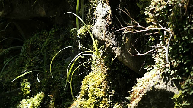 新西兰峡湾国家公园草地和苔藓视频素材