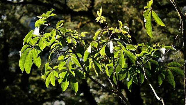 新西兰峡湾树叶上的阳光视频素材