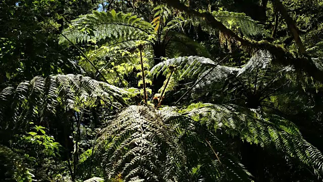 新西兰峡湾树蕨视频素材