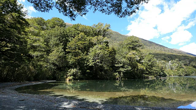 新西兰冈恩湖树木繁茂的岸边峡湾视频素材