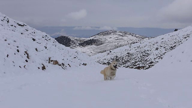 狗在雪地里跑过山谷视频下载