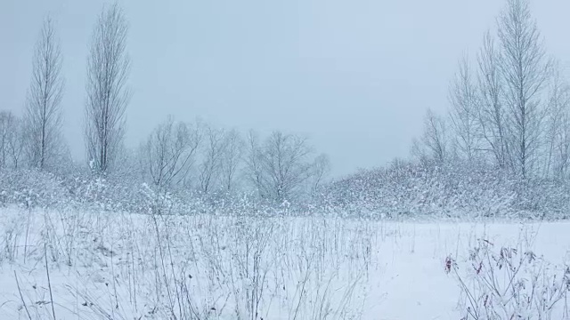 森林里下雪了视频素材