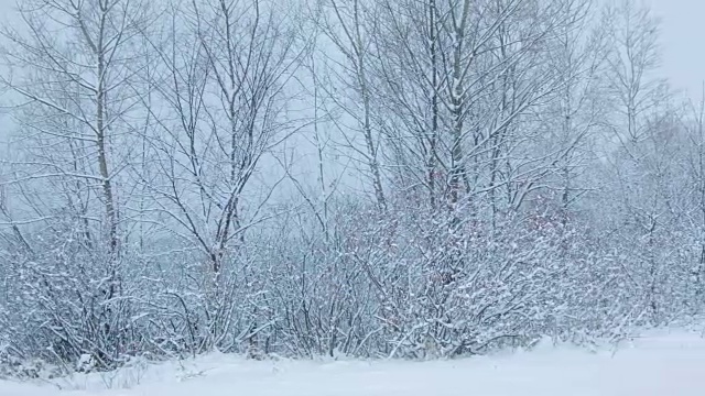 森林里下雪了视频素材