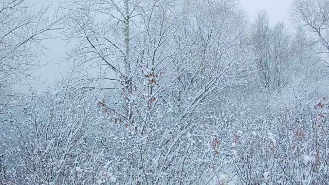 森林里下雪了视频素材