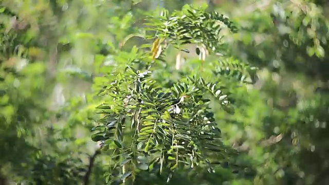 树枝在风中摇摆视频素材