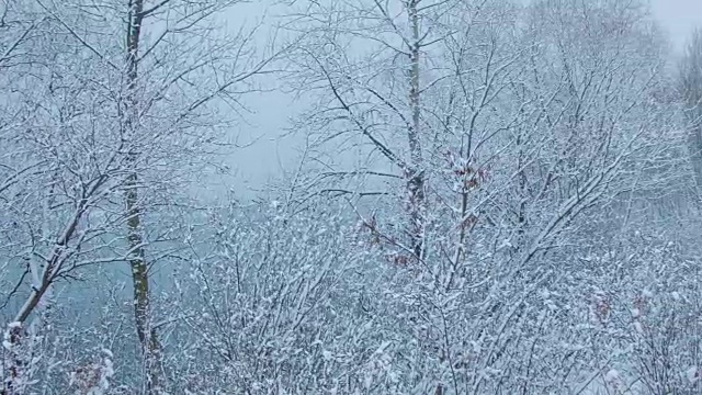 森林里下雪了视频素材