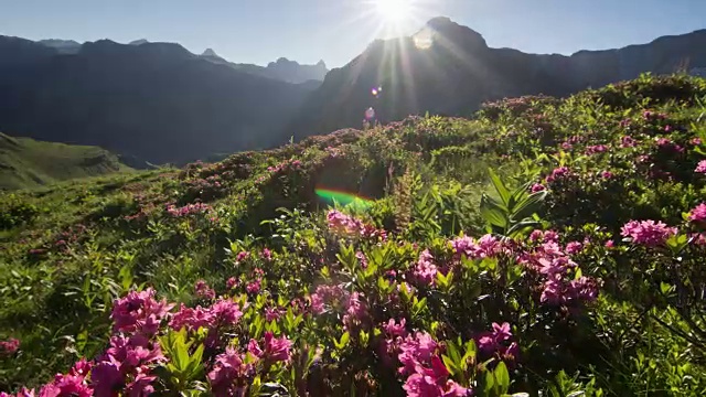 时间流逝的日出在高山玫瑰视频素材