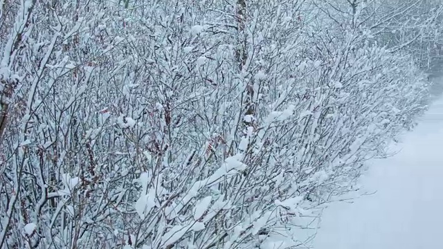 森林里下雪了视频素材