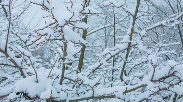 森林里下雪了视频素材