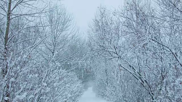 森林里下雪了视频素材