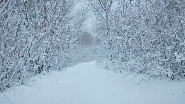 森林里下雪了视频素材