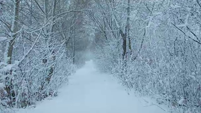 森林里下雪了视频素材