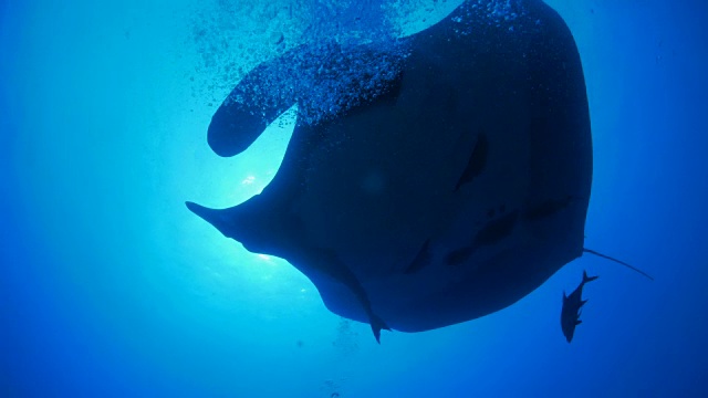 巨型海洋蝠鲼(manta birostris)海面下视频素材