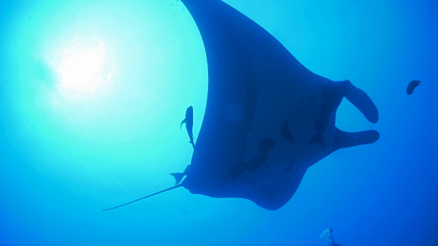 海洋蝠鲼(manta birostris)在游动视频素材