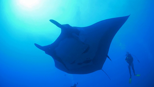 巨型蝠鲼(manta birostris)靠近水肺潜水员视频素材