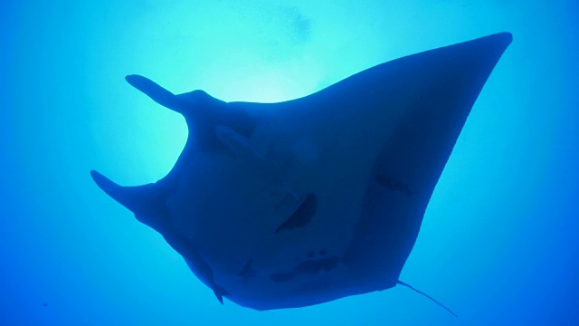 海洋蝠鲼(manta birostris)被潜水员的气泡吸引视频素材