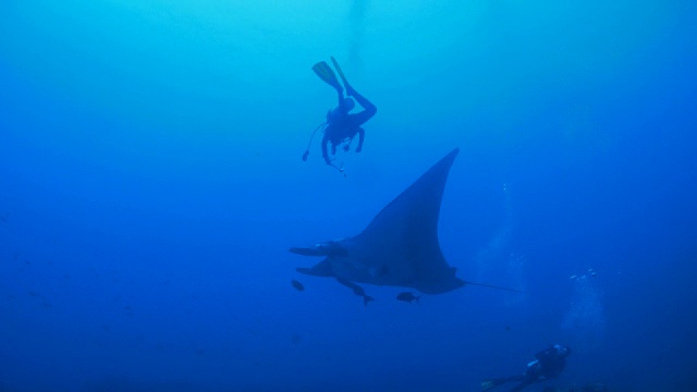 与海洋蝠鲼(manta birostris)潜水视频素材