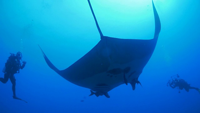 大洋蝠鲼(manta birostris)在墨西哥吸引着游客视频素材