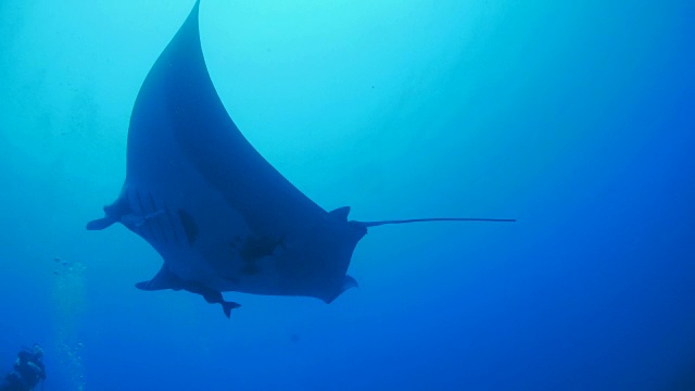 海洋蝠鲼(manta birostris)视频素材