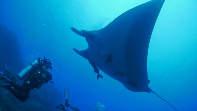 海洋蝠鲼(manta birostris)与潜水员游泳视频素材