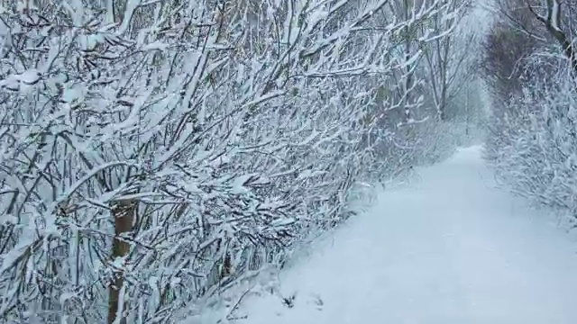 森林里下雪了视频素材