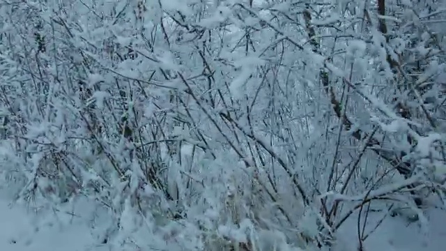 森林里下雪了视频素材