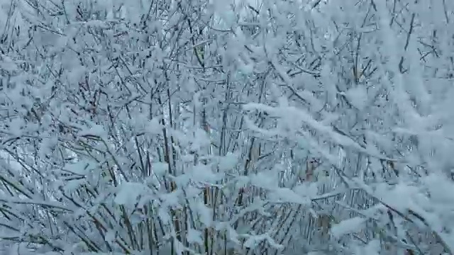 森林里下雪了视频素材